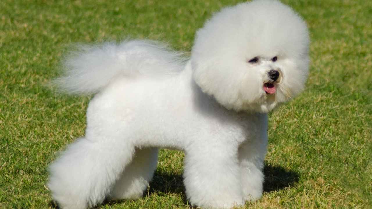 Bichon Frise