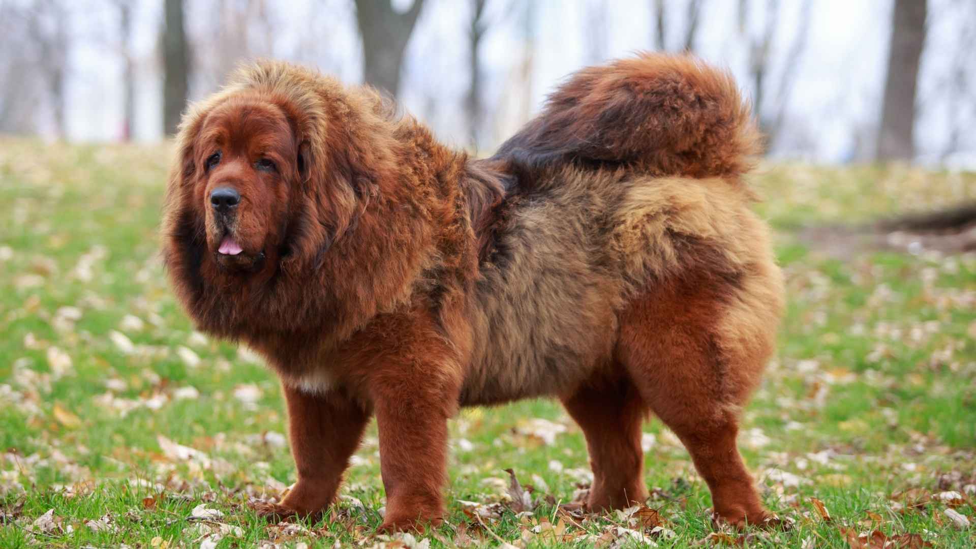 Big Fluffy Dog Breeds that Look Like Bears