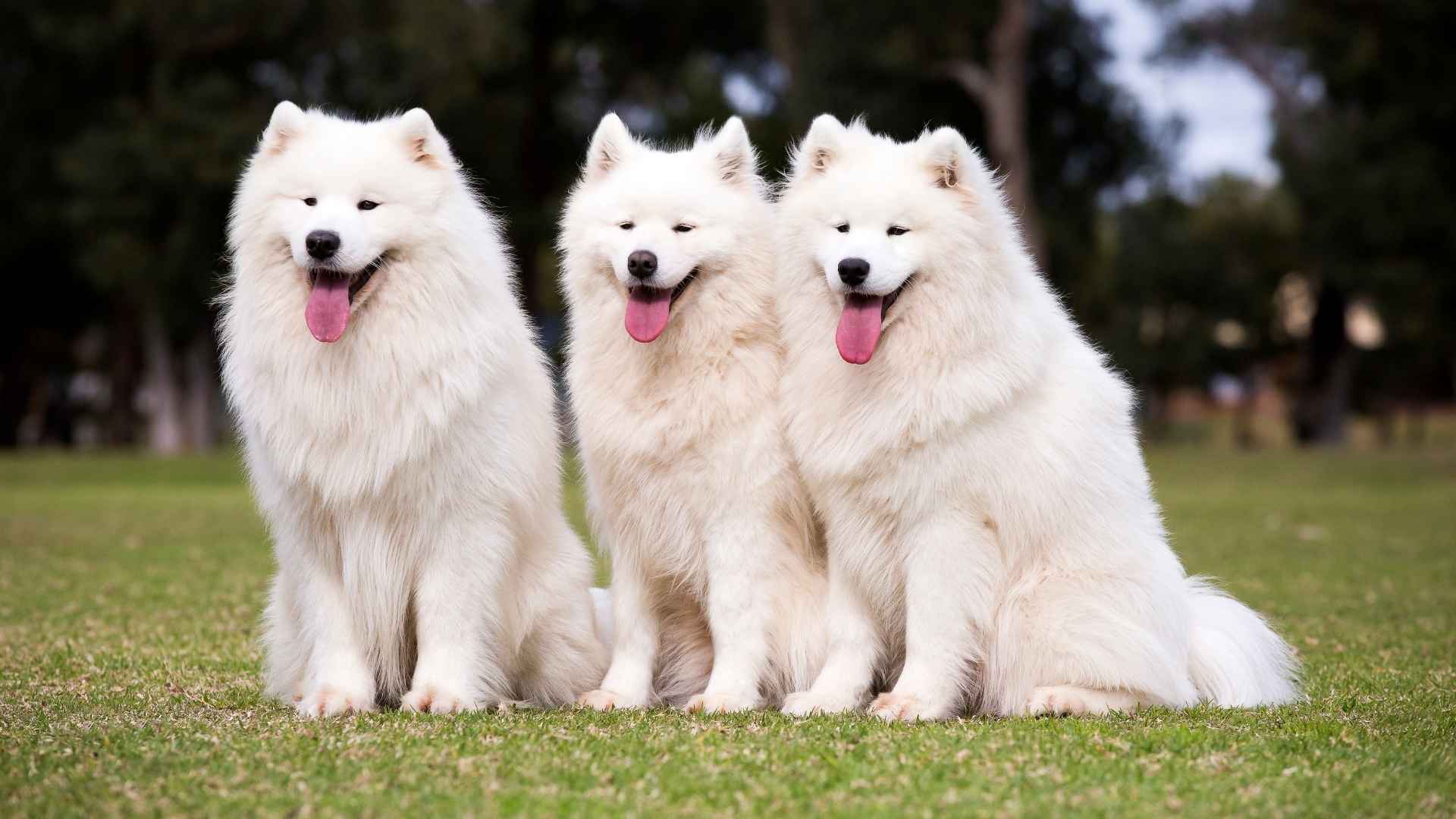 Big White Dog Breeds