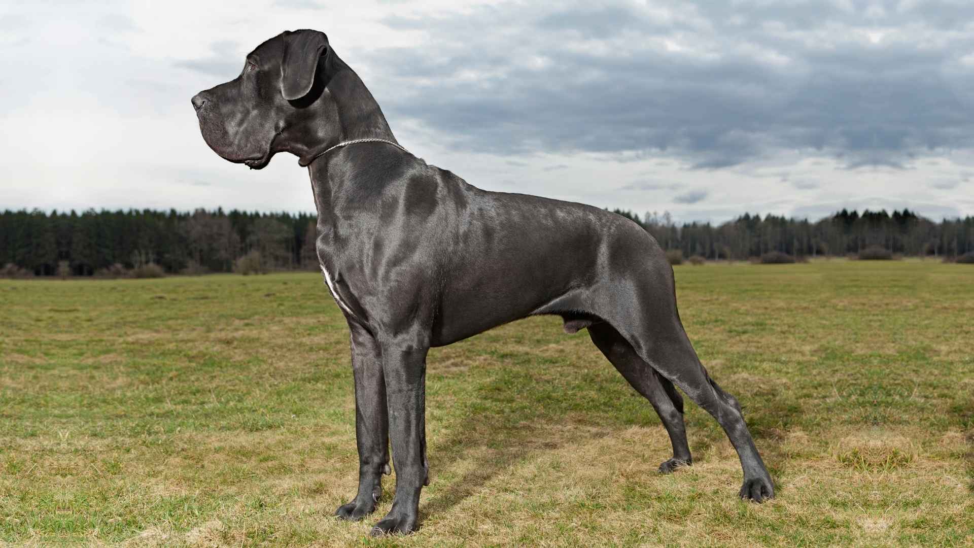 Biggest Dog Breeds Ranked