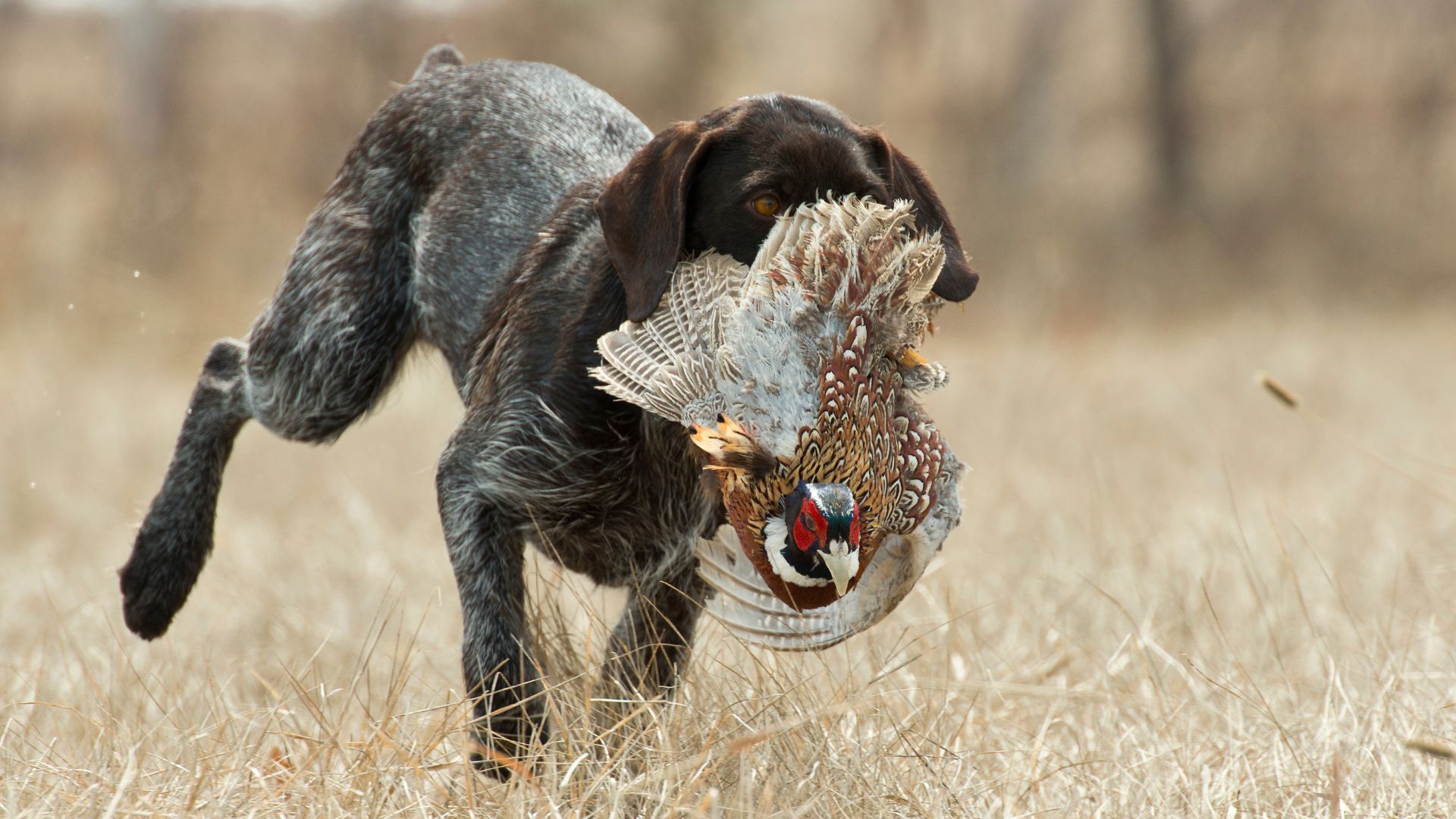 Bird Hunting Dog 1