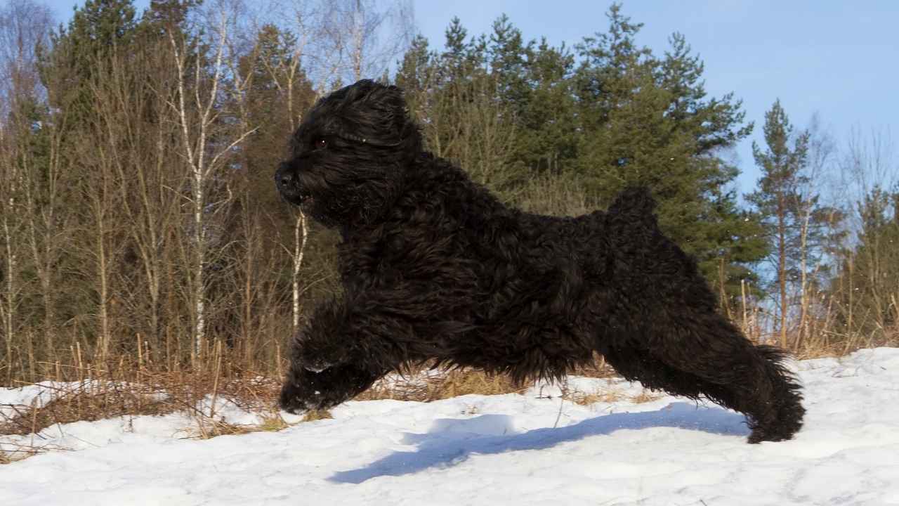 Black Russian Terrier