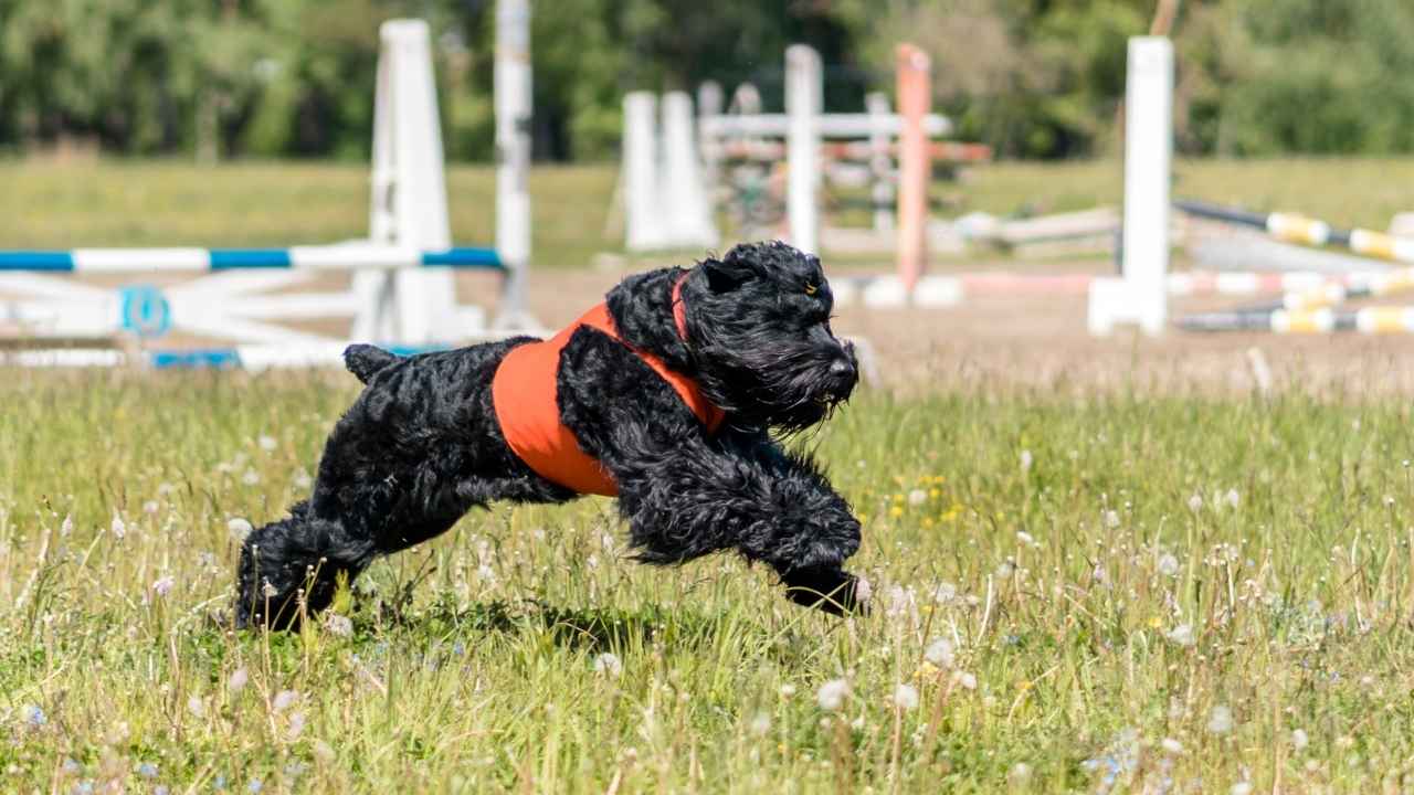 Black Russian Terrier