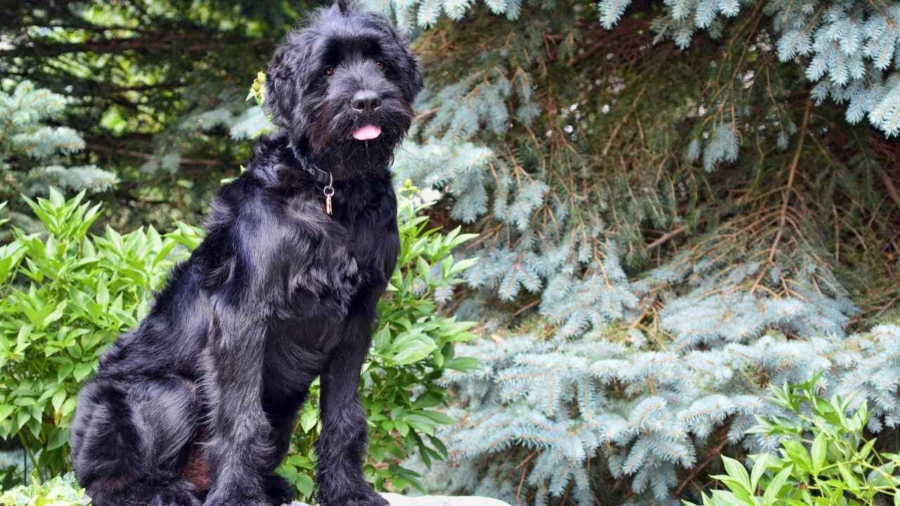 Black Russian Terrier