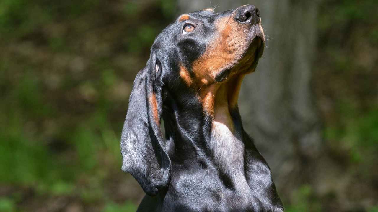 Black and Tan Coonhound