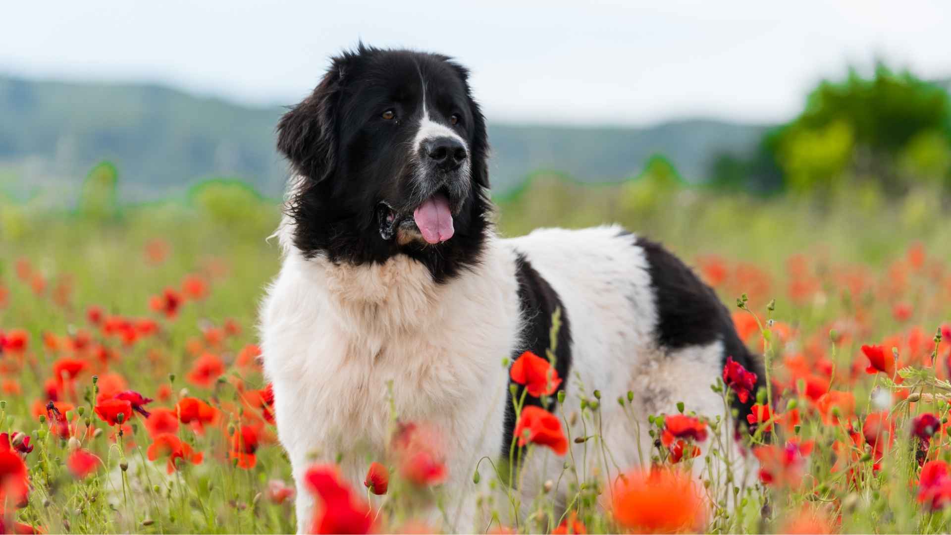 Black and White Dog Breeds