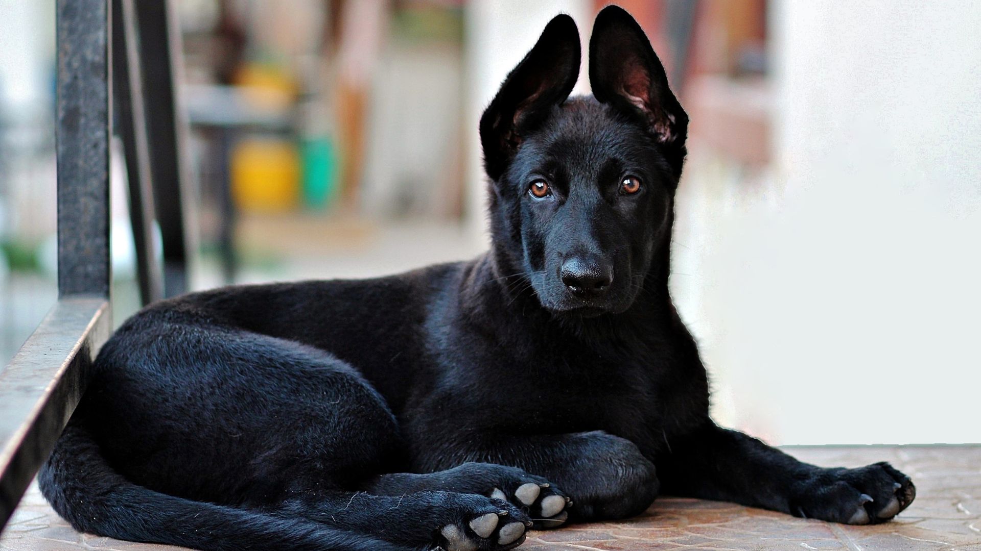 Blackest Dog Breeds