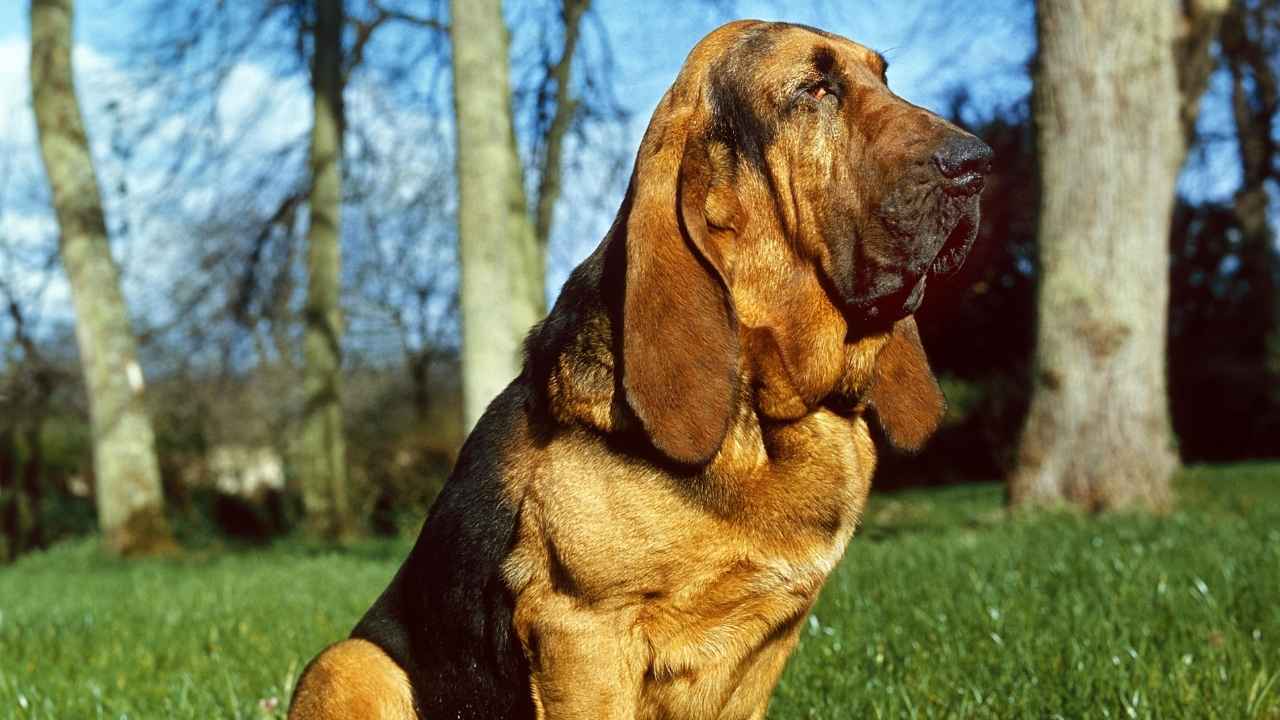 Bloodhound