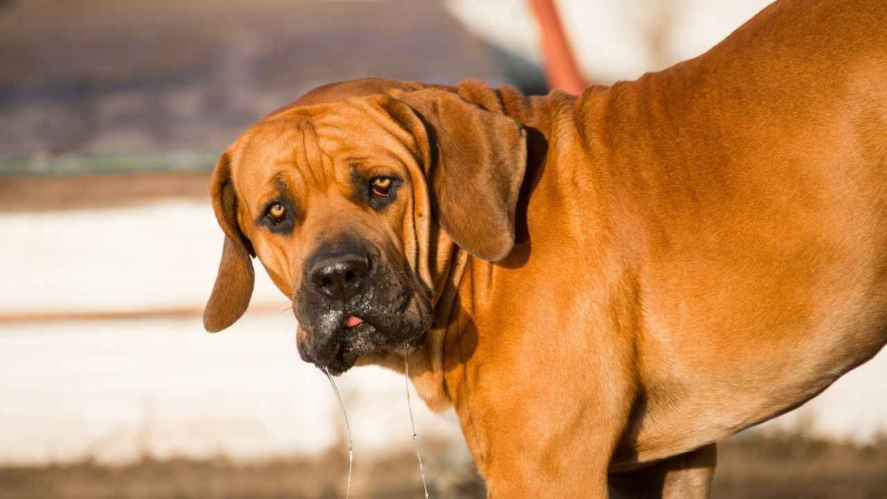 Boerboel