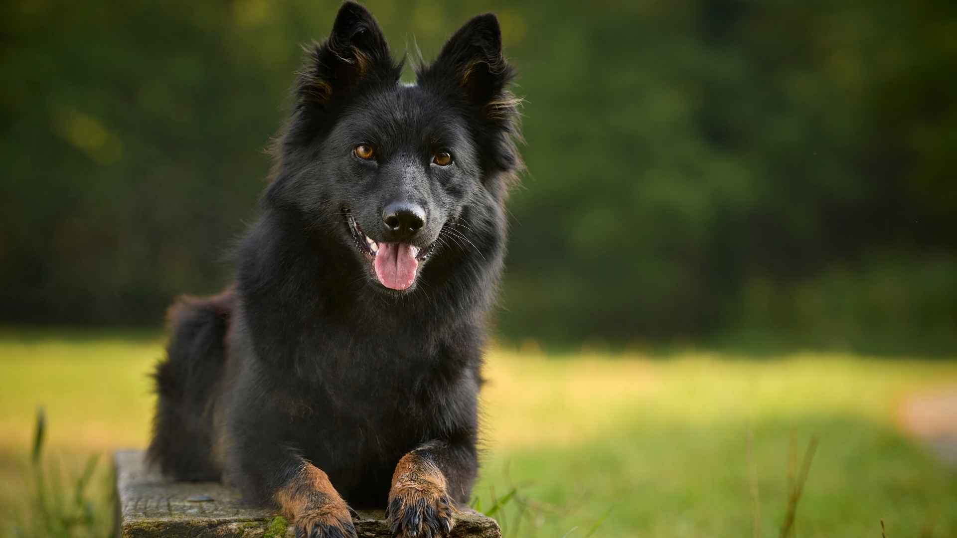 Bohemian Shepherd