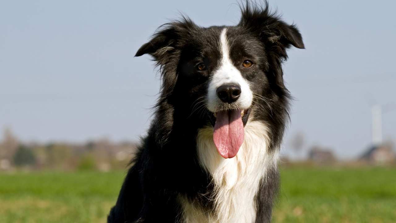 Border Collie