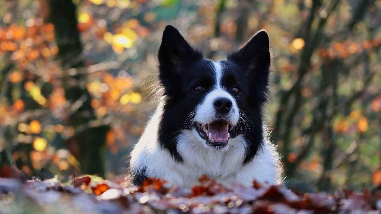 Border Collie