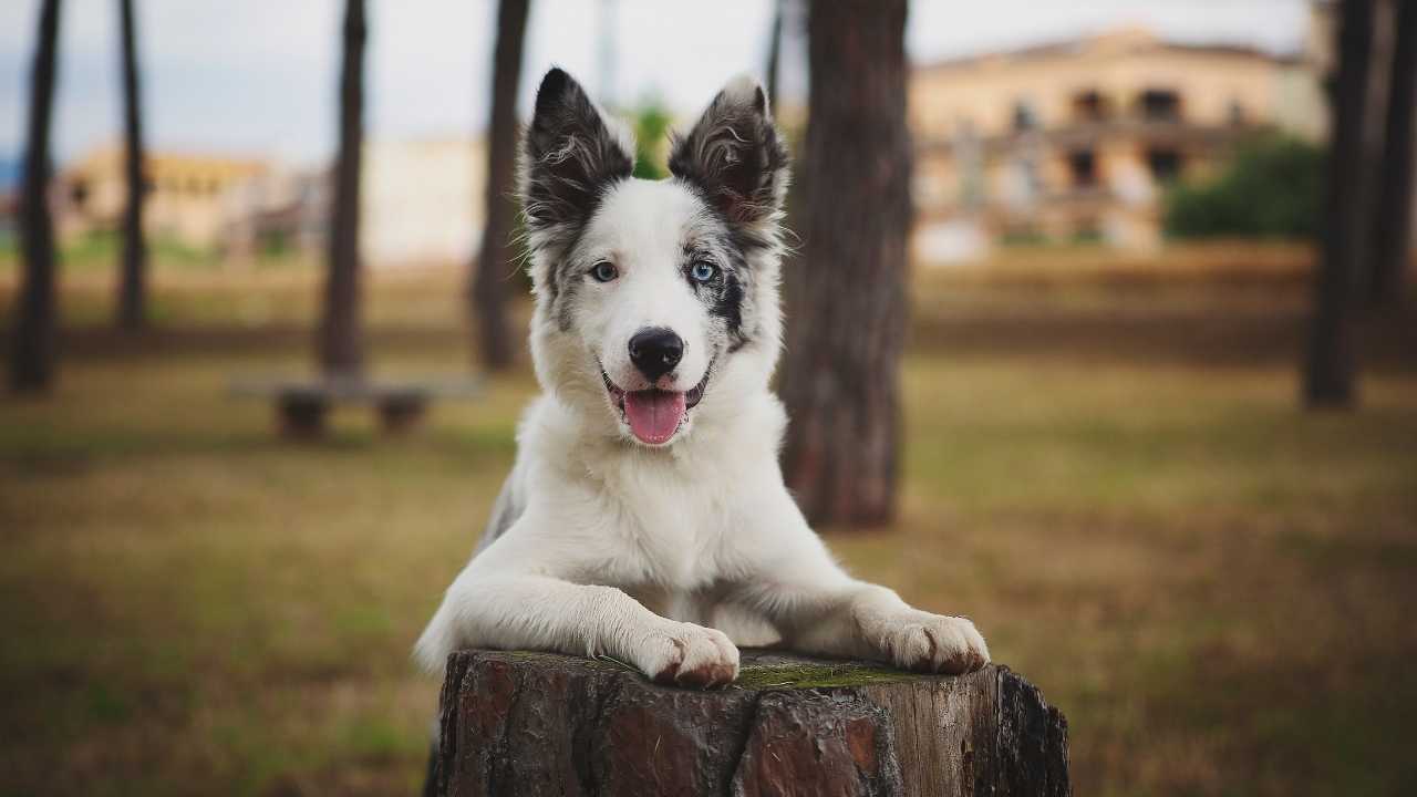 Border Collie