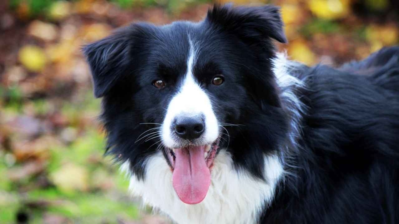 Border Collie