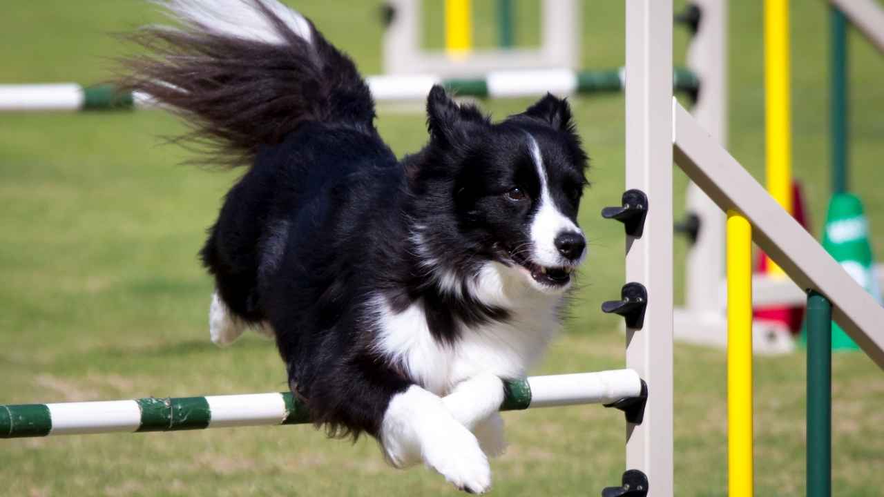 Border Collie