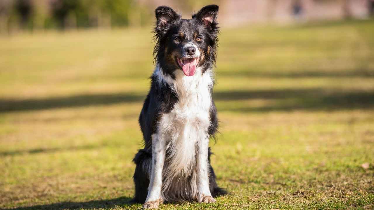 Border Collie