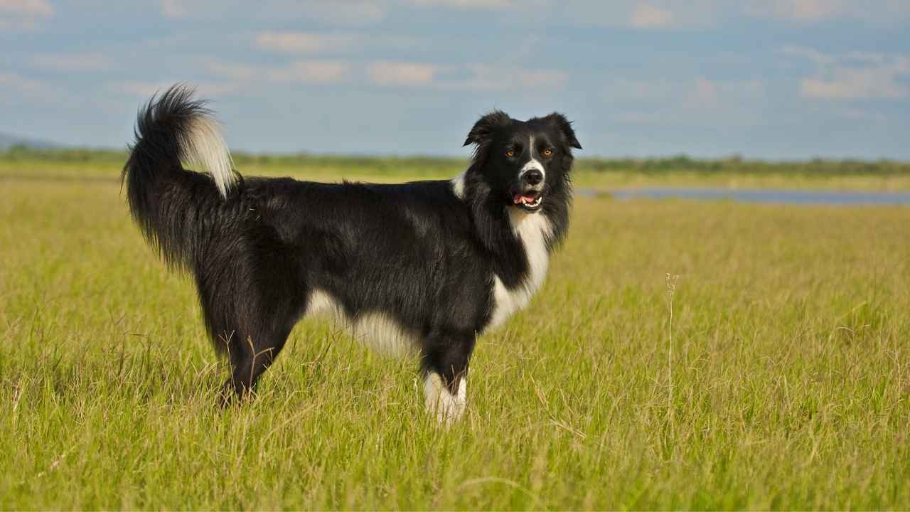 Border Collie