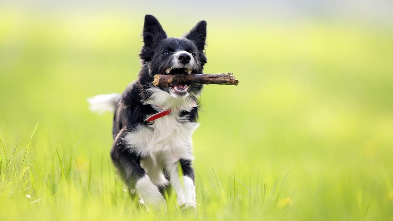 Border Collie