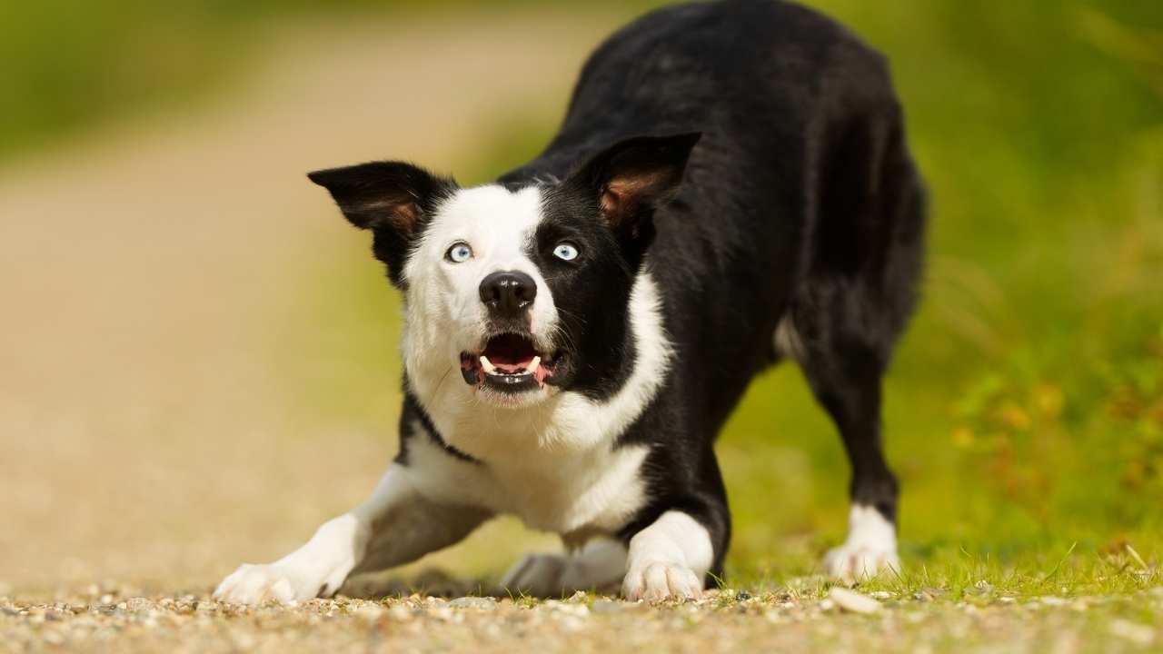 Border Collie