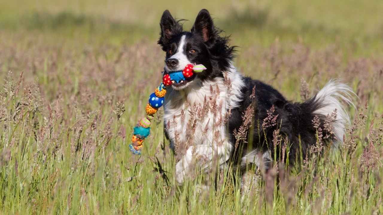 Border Collie