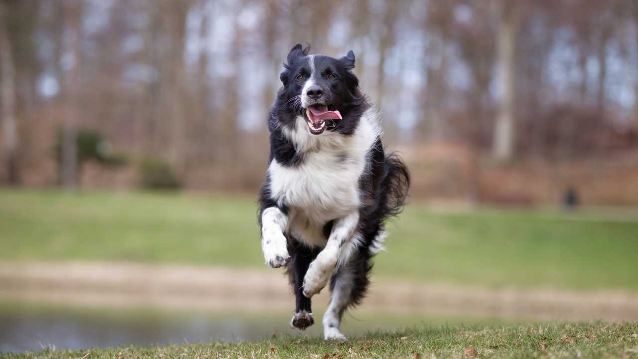 Border Collie