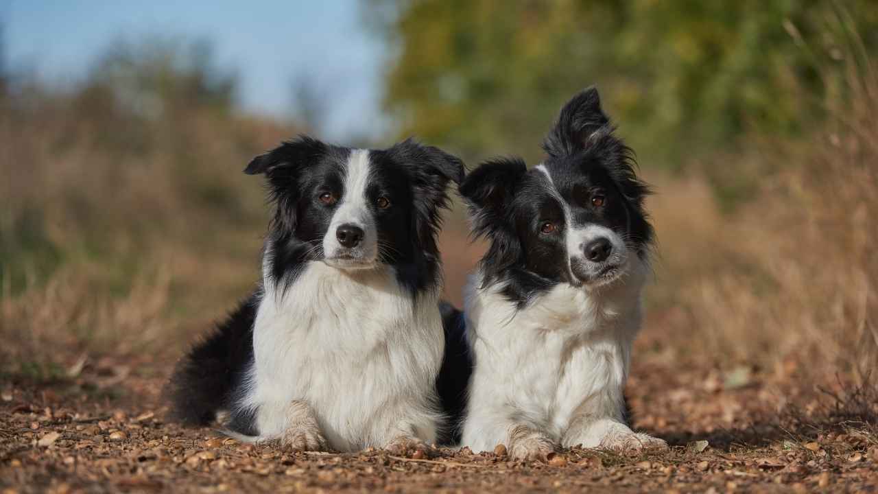 Border Collie