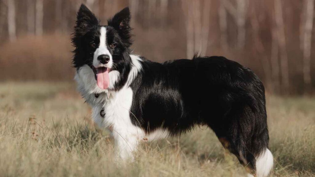 Border Collie Coat