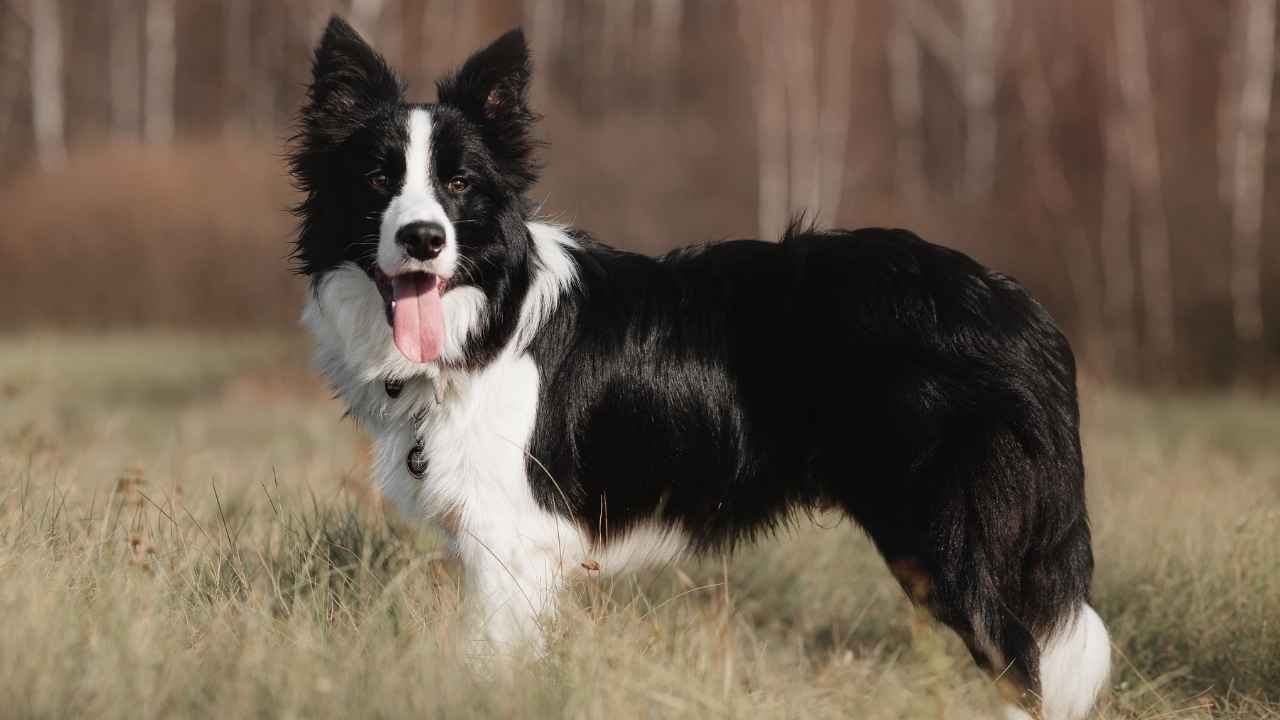 Border Collie