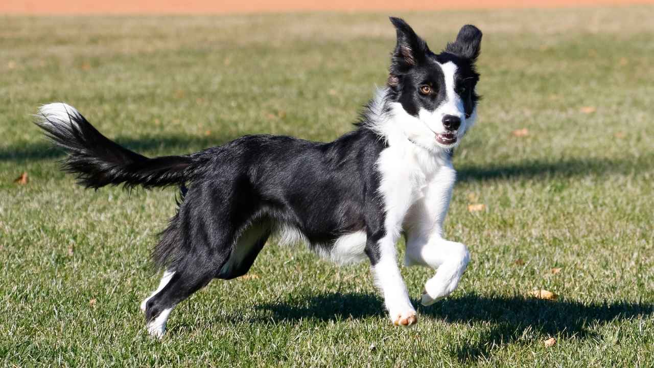 Border Collie