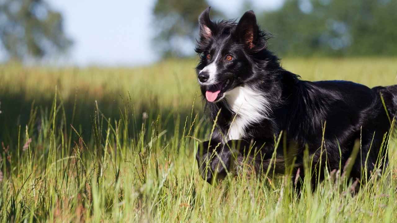 Border Collie