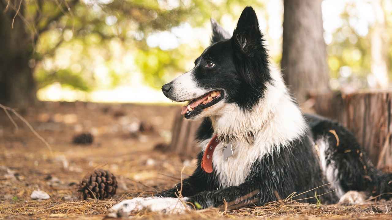 Border Collie