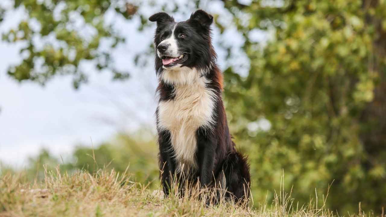 Border Collie