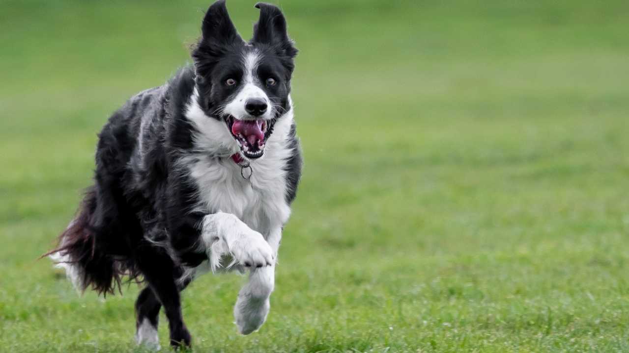 Border Collie