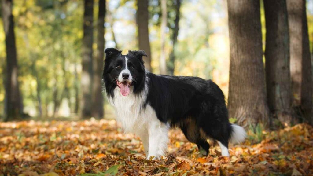 Origins of the Border Collie