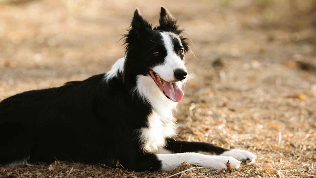 Border Collie