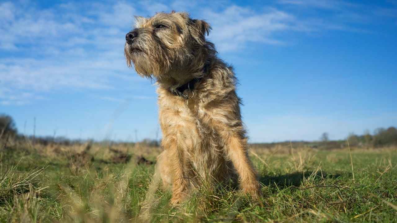 Border Terrier