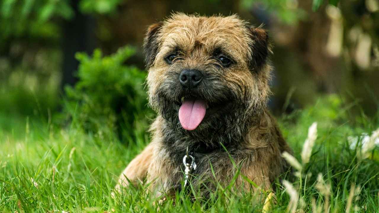 Border Terrier