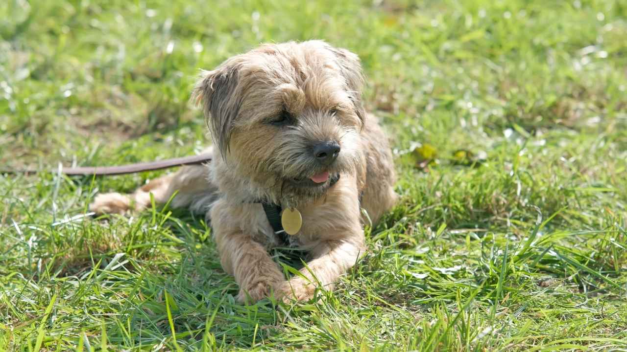 Border Terrier