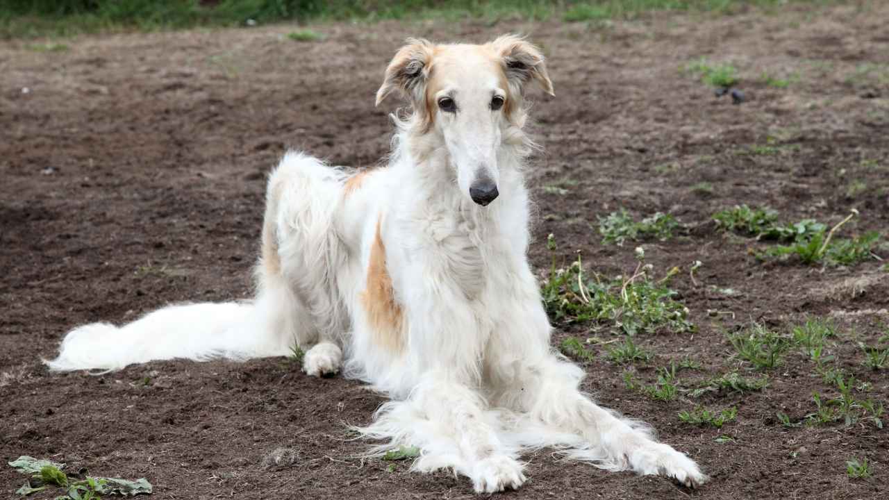 Borzoi