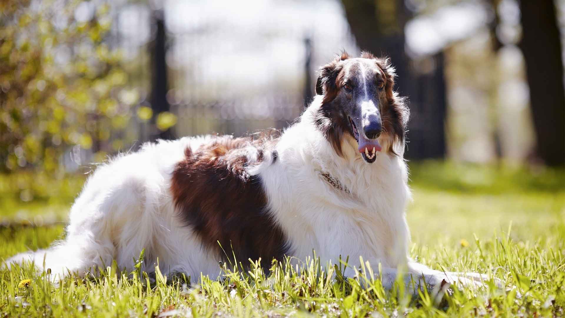 Borzoi