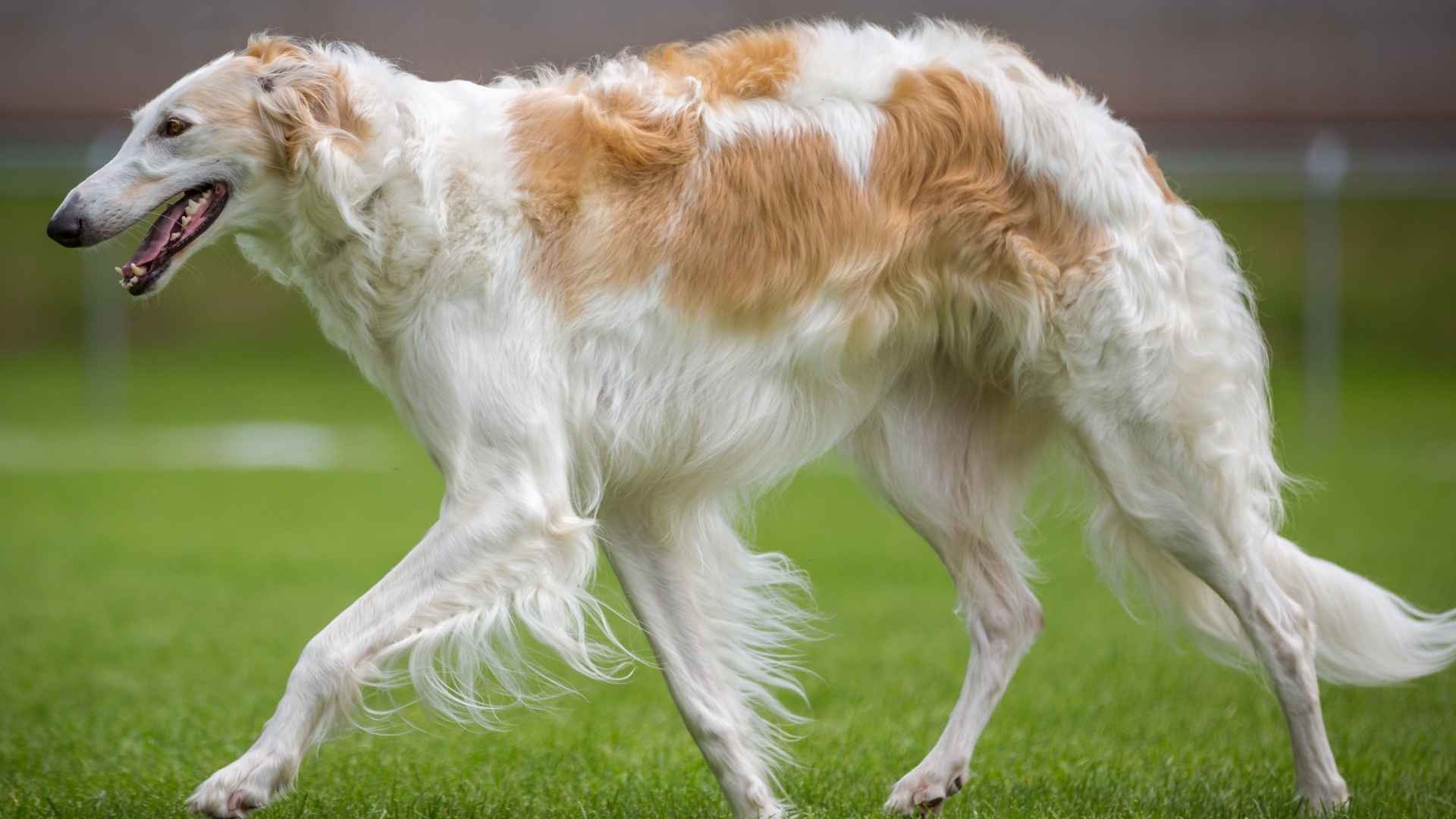 Borzoi