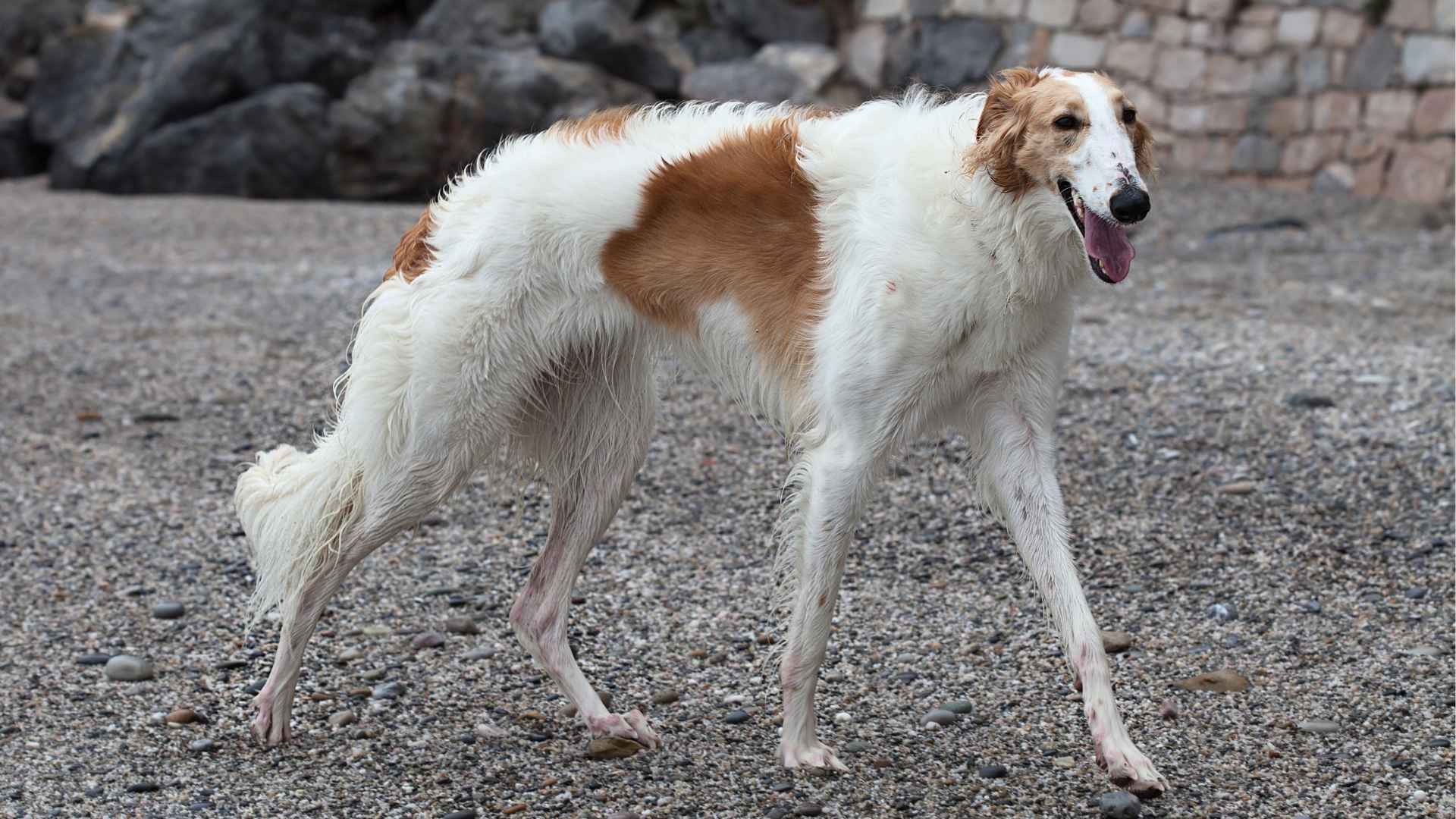 Borzoi