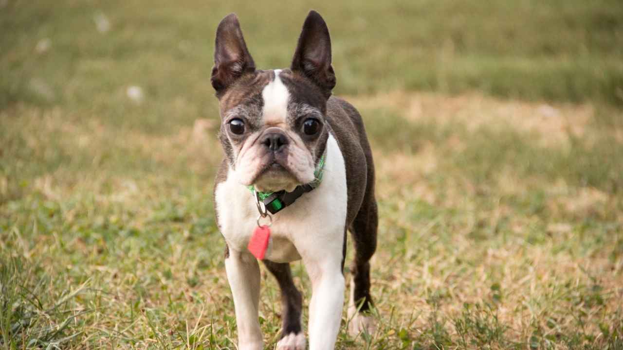 Boston Terrier