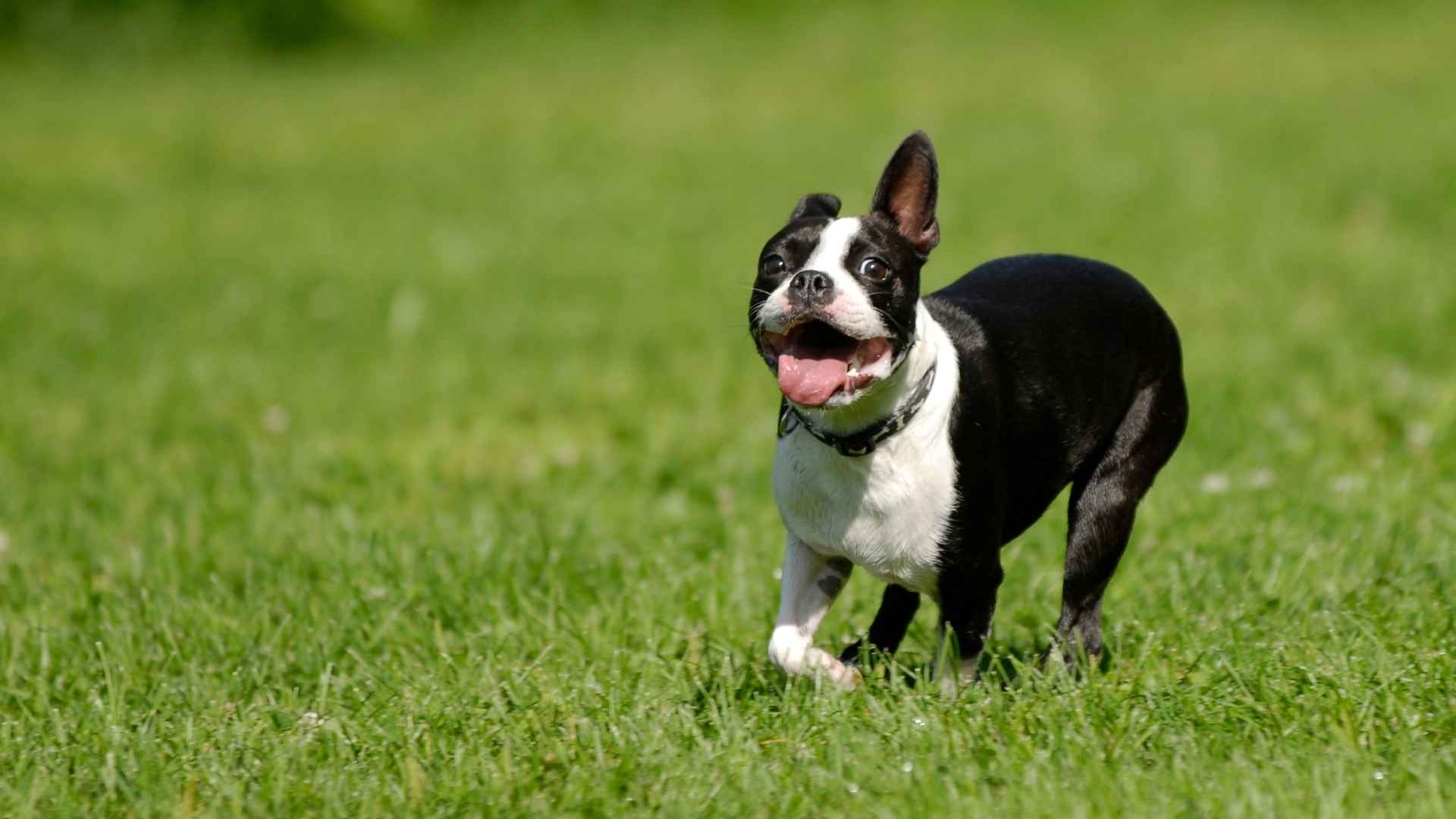 Boston Terrier