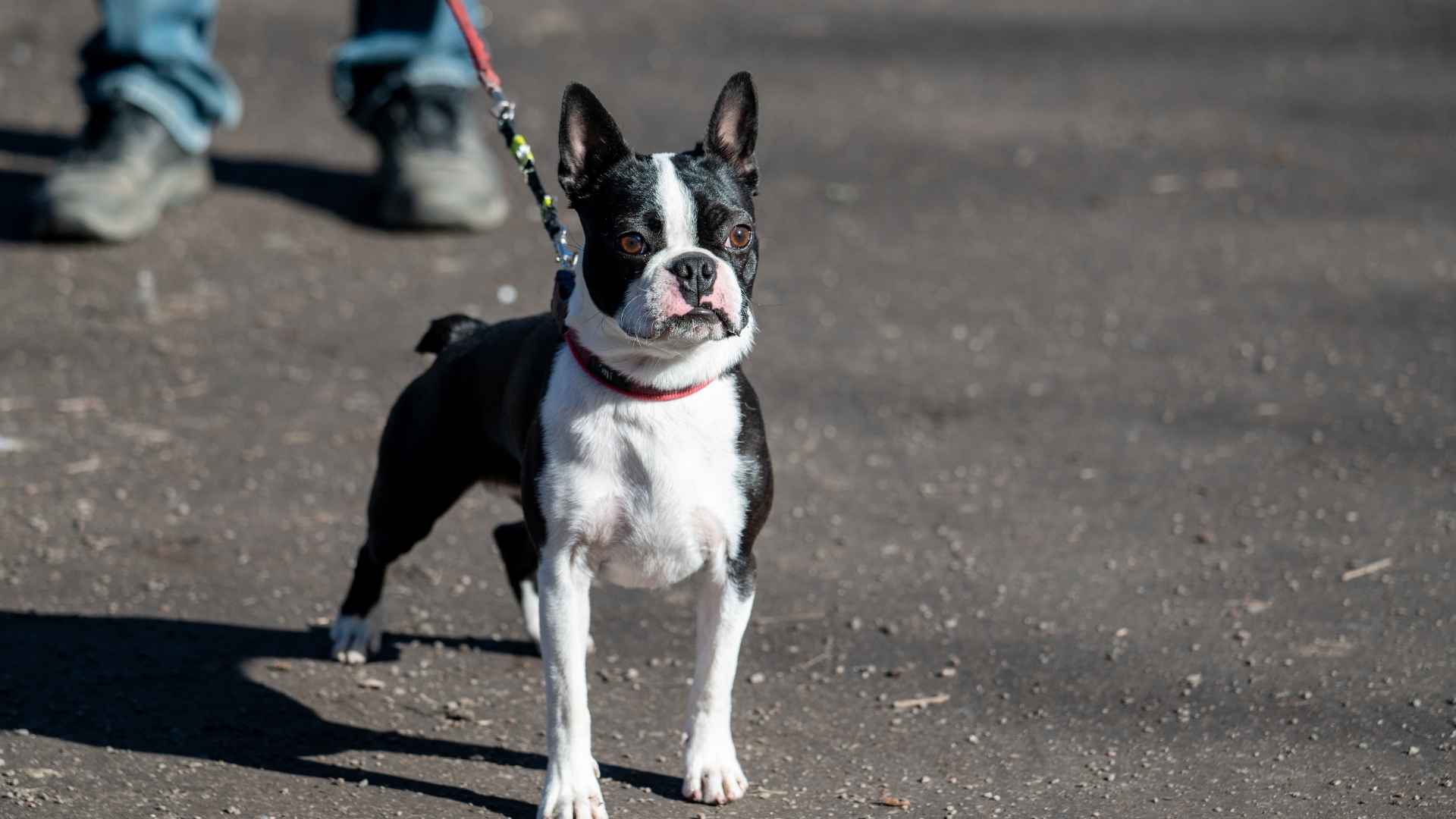 Boston Terrier