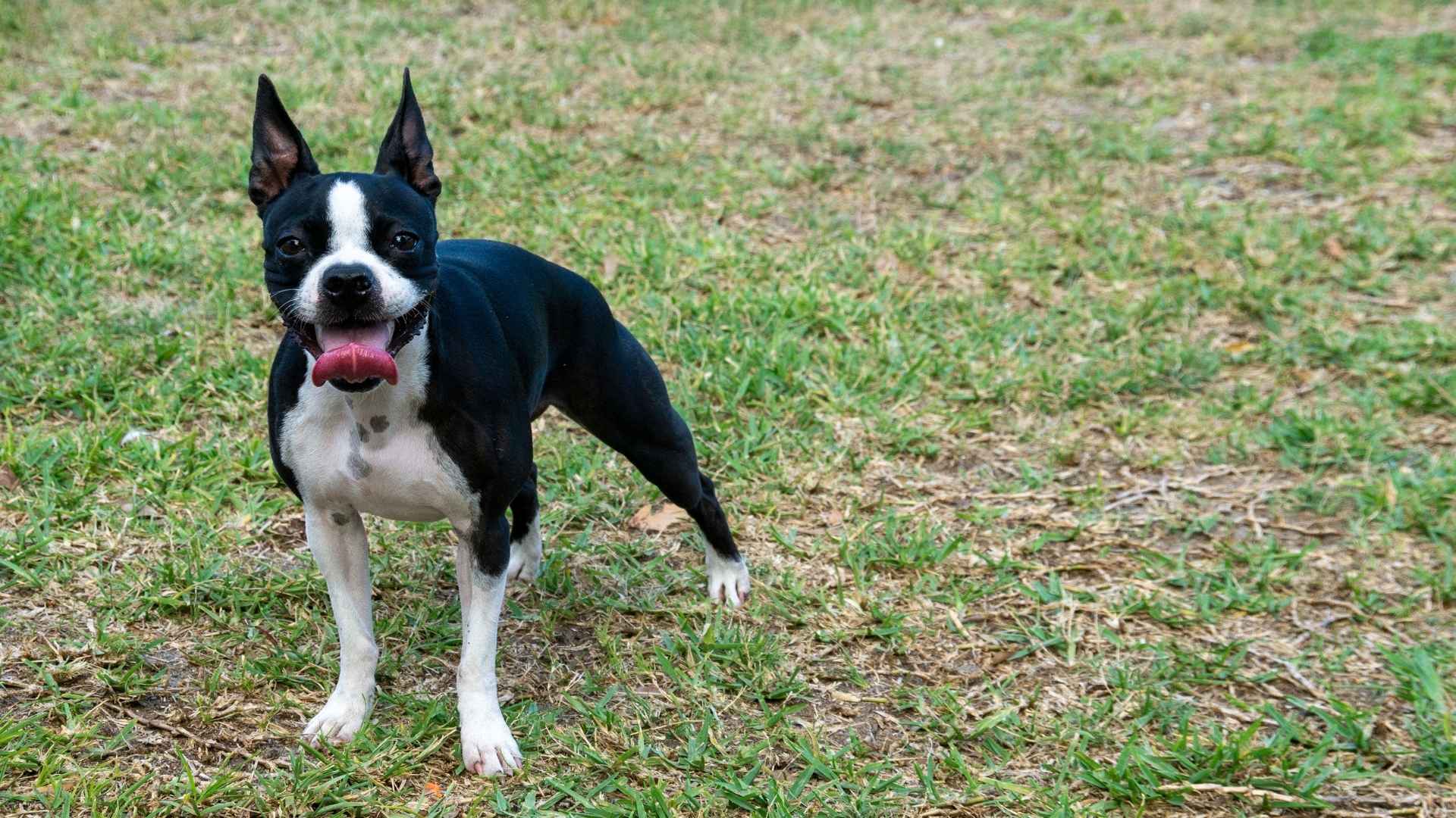 Boston Terrier