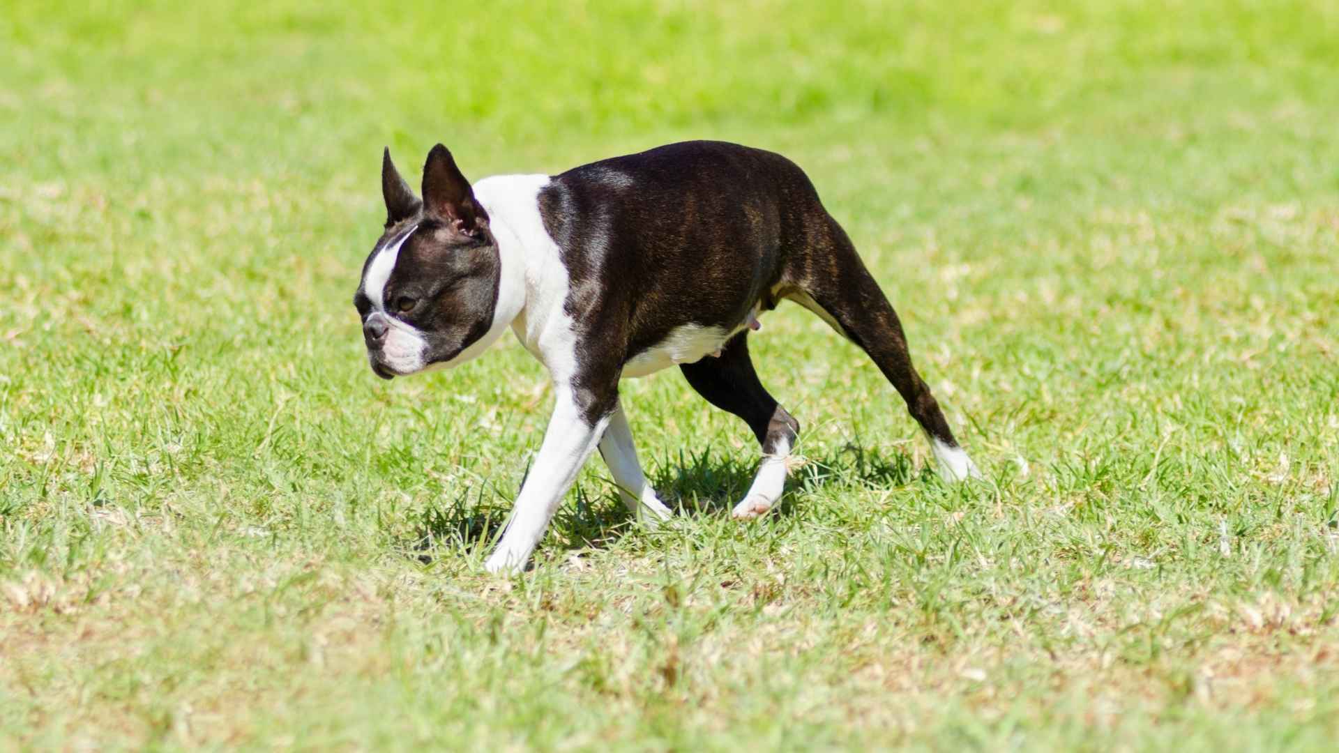 Boston Terrier