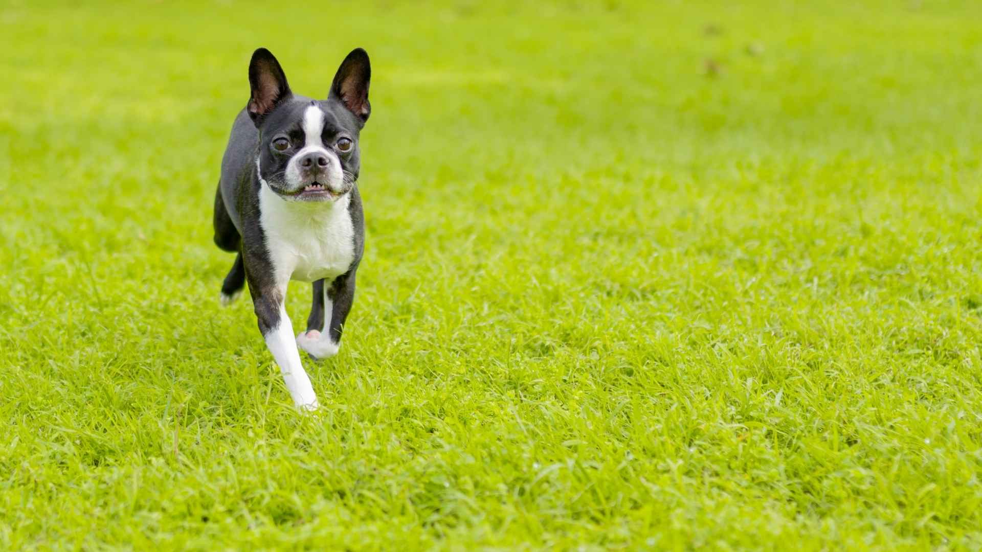 Boston Terrier