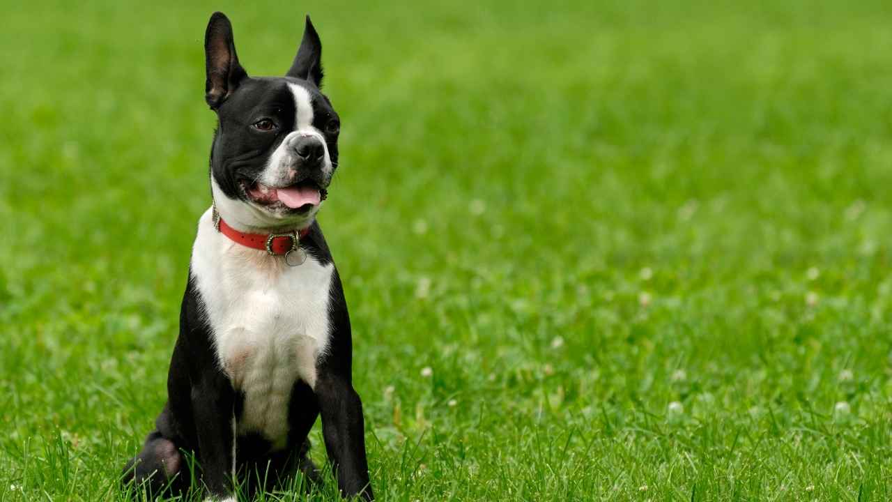 Boston Terrier