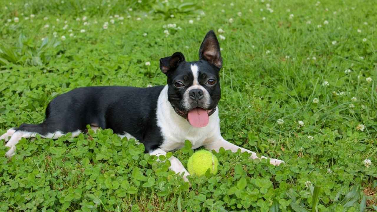 Boston Terrier